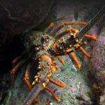 Female crayfish Molt on now on.